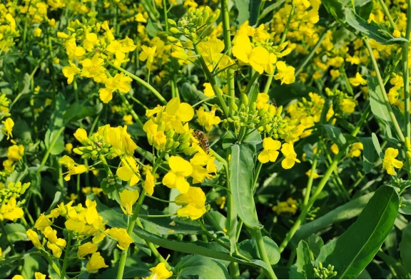 绿色蔬菜(油菜、小白菜)营养与选购指南